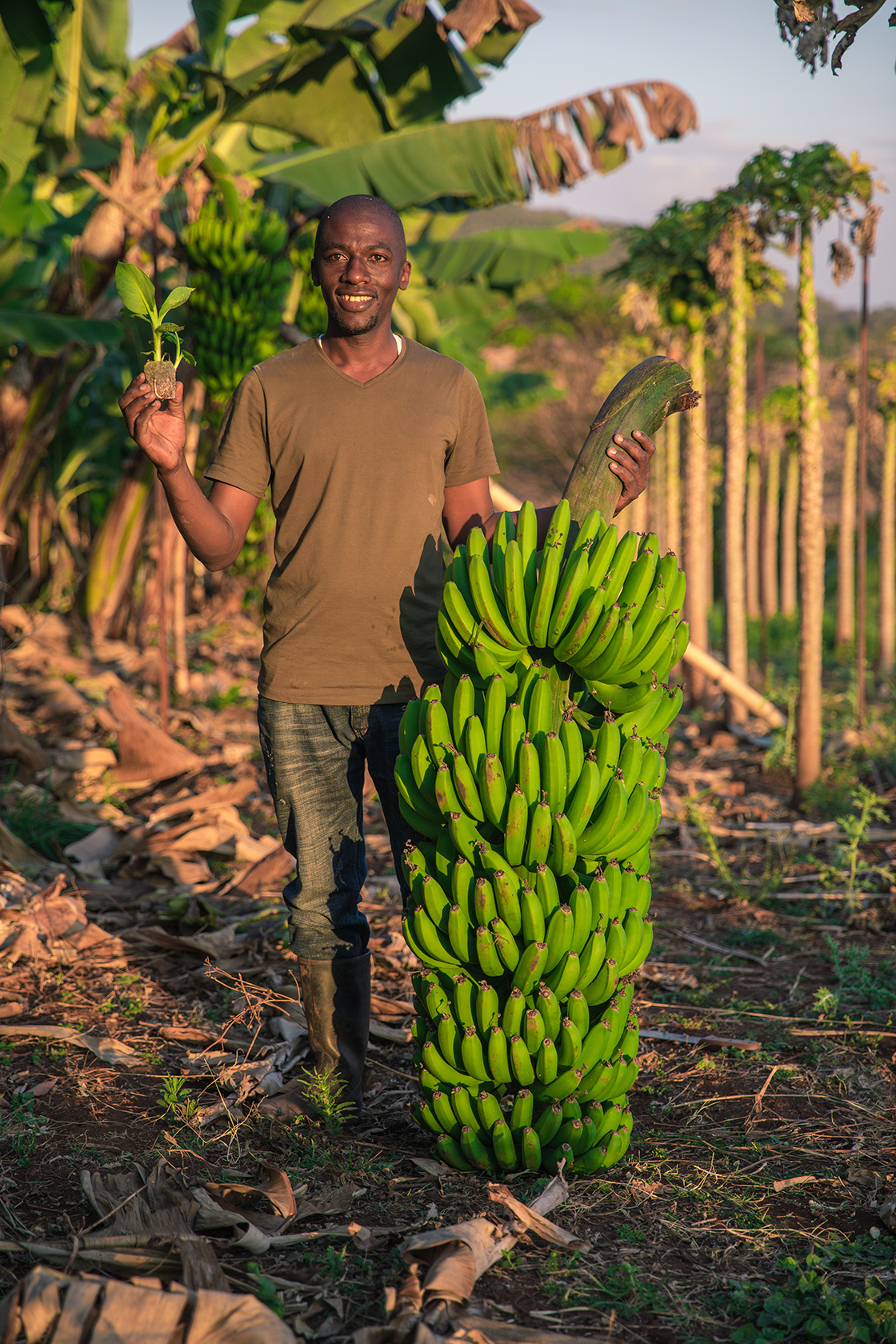 Pastillas Jiffy Pellets para el cultivo de plátanos
