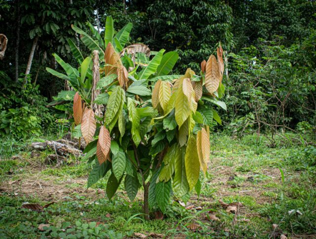 Desafíos en el cultivo de cacao: enfermedades, plagas y condiciones climáticas cover