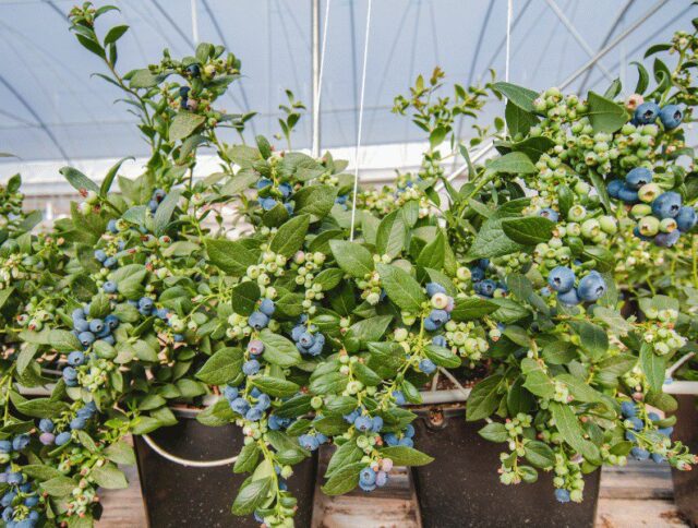 Portafolio Jiffy para el cultivo de arándanos cover