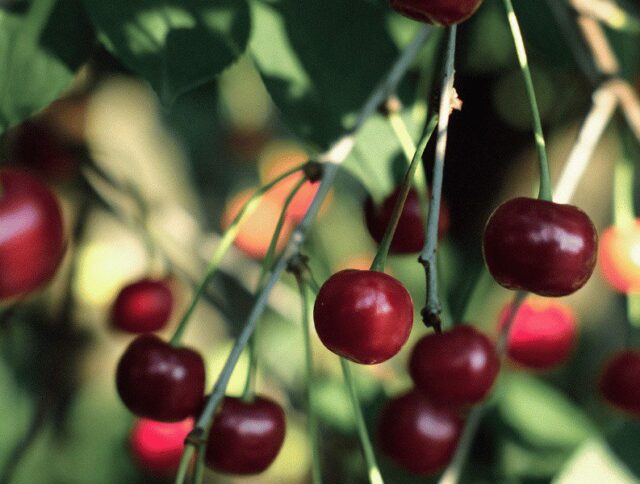Jiffy Group te acompaña en los desafíos y éxito de tu producción cereza cover