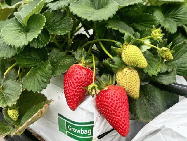Con las bolsas de cultivo Jiffy, los productores de frutas blandas encuentran formas de evitar la degradación del suelo cover