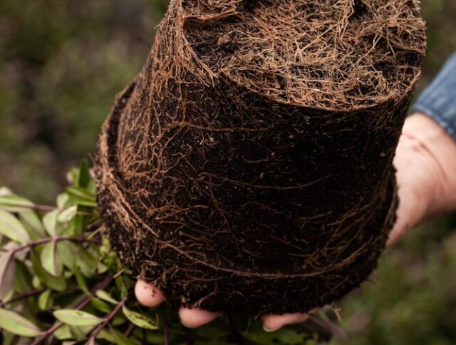Sostenibilidad en ornamentales: cultivando belleza con responsabilidad cover
