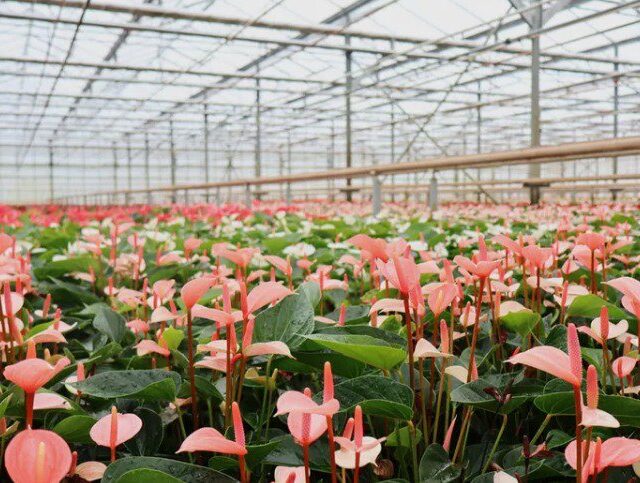 Anturios fuertes desde la base: propagación y cultivo profesional con Preforma y sustratos de alta calidad cover