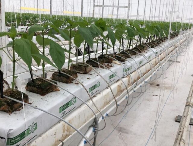 Por qué más cultivadores están cambiando a bloques de coco para la propagación—y están viendo resultados cover