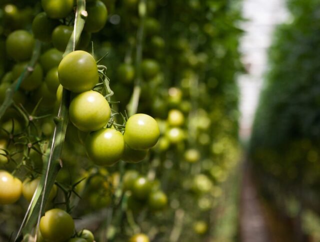 ¿Qué es el ToBRFV o el El virus rugoso del tomate y qué enfermedades genera en los cultivos? cover