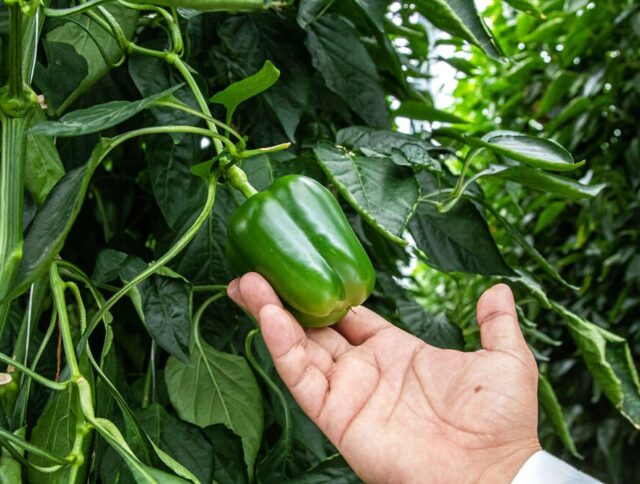 Cultivo de Verduras en Invernaderos: Maximizando el Rendimiento con Soluciones de Jiffy cover