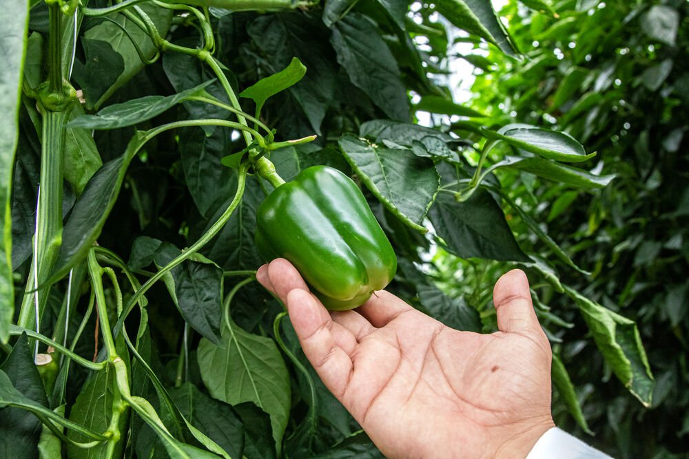 Cultivo de Verduras en Invernaderos: Maximizando el Rendimiento con Soluciones de Jiffy cover