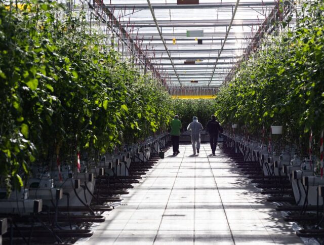 Cultivando un Futuro Más Verde, Juntos: Un Mensaje del Día Mundial del Medio Ambiente de Jiffy cover