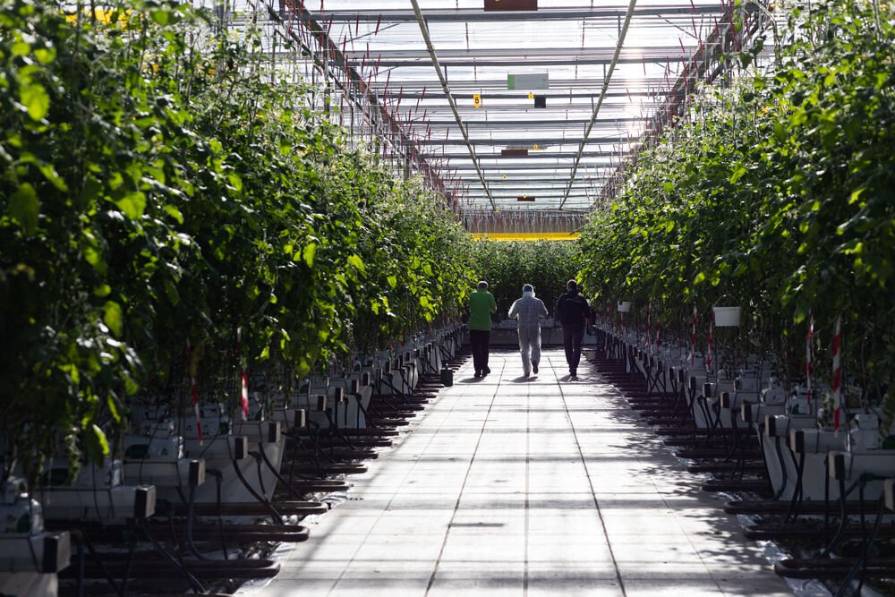 Cultivando un Futuro Más Verde, Juntos: Un Mensaje del Día Mundial del Medio Ambiente de Jiffy cover