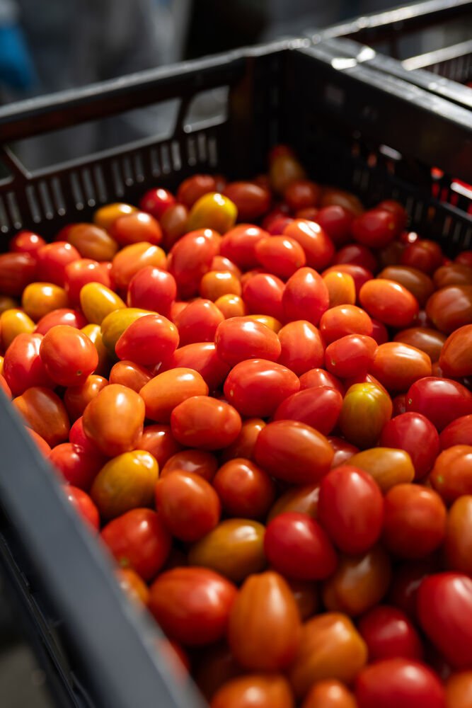 Multiplicación vegetativa: Papel de los sustratos en la propagación de tus vegetales cover