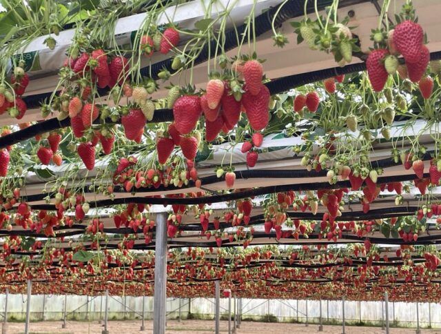 Honrando a las Frutas y a los Agricultores Detrás de Cada Cosecha cover
