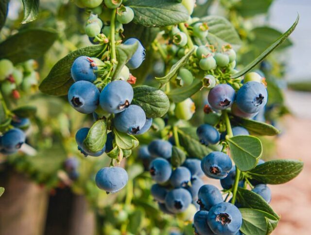 Tipos de frutas y su conexión con los productos de Jiffy cover
