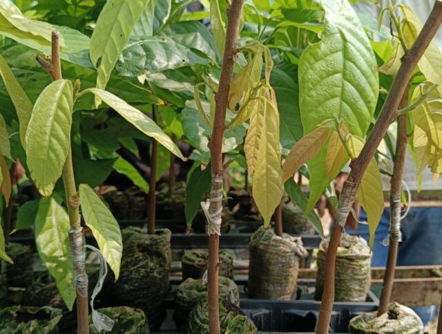 ¿Sabías que el cultivo moderno del cacao tiene sus raíces en antiguas civilizaciones? cover