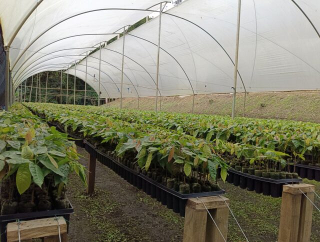 Cómo Establecer un Vivero de Cacao Eficiente con Jiffy Pellets cover