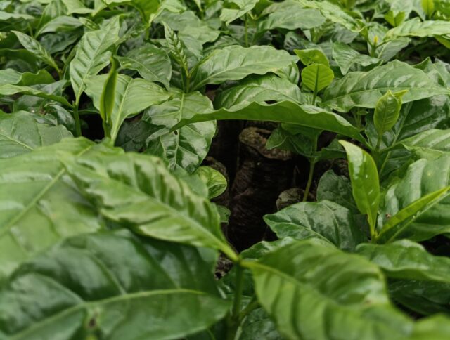 ¿Qué hace que un sistema de propagación de café sea excelente? cover