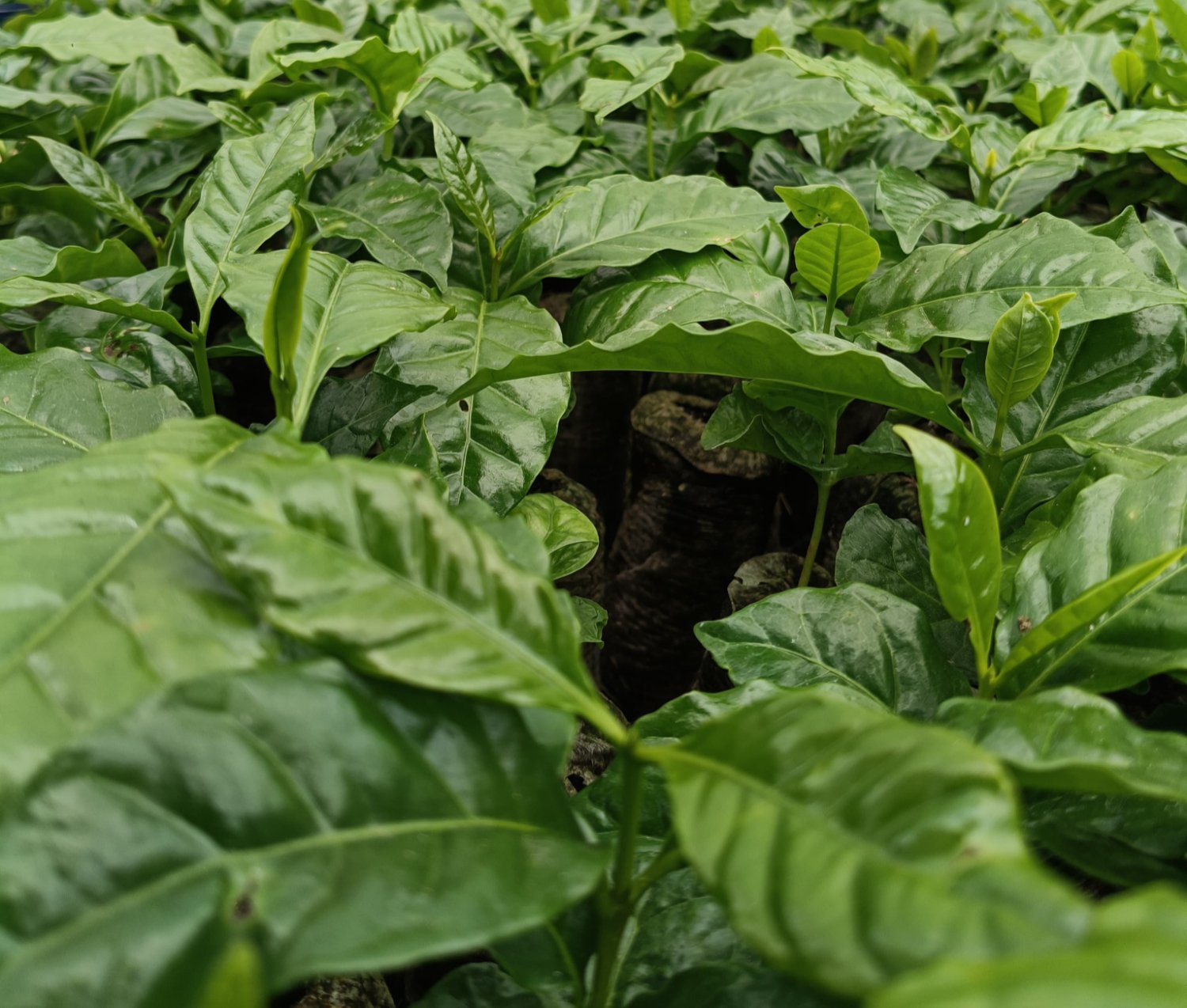 ¿Qué hace que un sistema de propagación de café sea excelente? cover