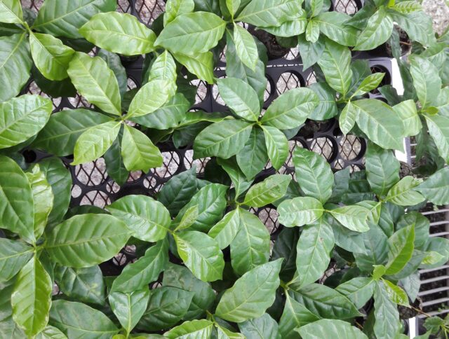 Los invernaderos vuelven al centro de atención para la producción de café cover