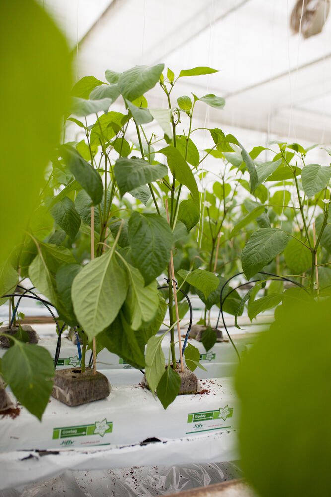 Desafíos comunes para productores de hortalizas en invernadero — y cómo afrontarlos con soluciones Jiffy cover