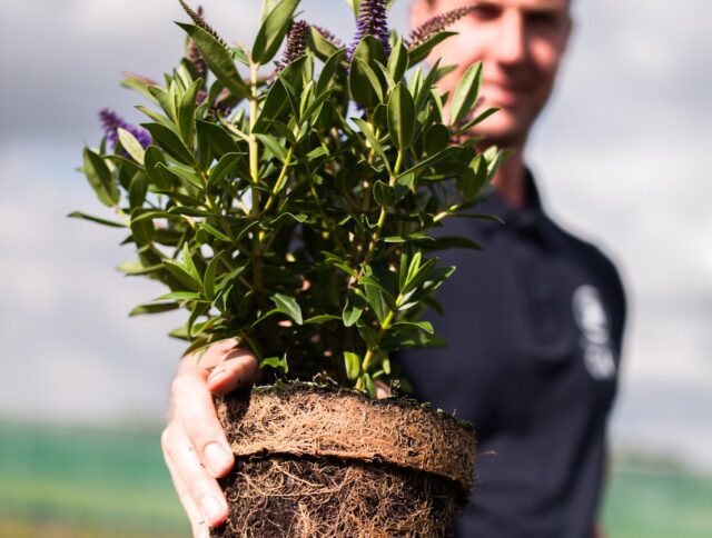 Por qué importa un futuro sin turba: Como navegar hacia una horticultura más sostenible cover