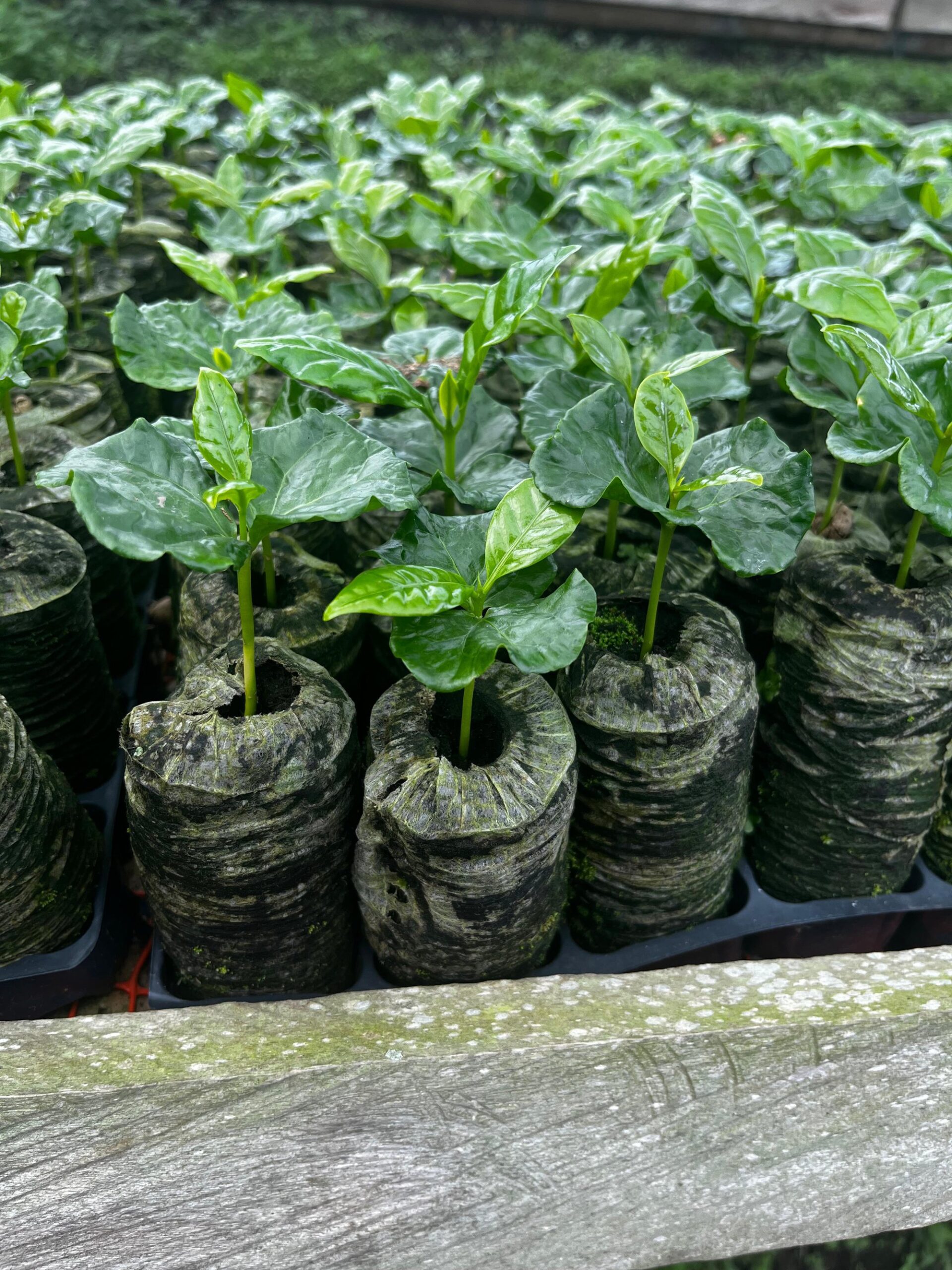 La propagación del café en Colombia avanza hacia un futuro sin plástico cover