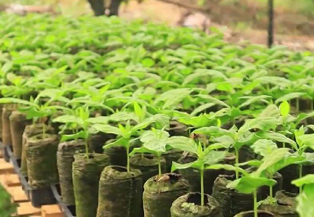 Jiffy y DISAN: Impulsando la Restauración en el Amazonas Colombiano cover