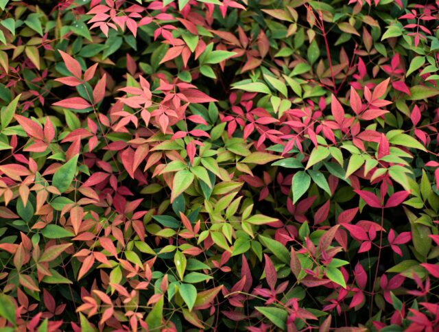 Cierres por temporada festiva – 2025 cover