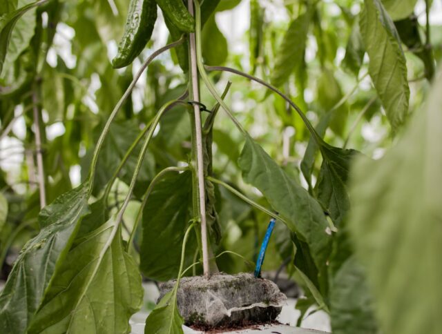 Por qué los cultivadores de vegetales utilizan el cultivo sin suelo cover