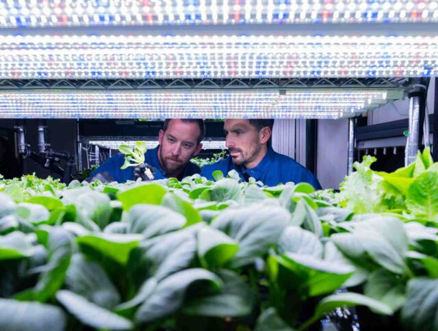 Preparándose para 2026: Lo que los cultivadores deben saber sobre la disponibilidad de sustratos, costos y nuevos materiales cover