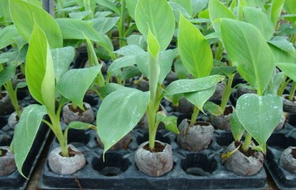 Por qué los viveros de banano están usando pellets Jiffy para una propagación más limpia y eficiente cover