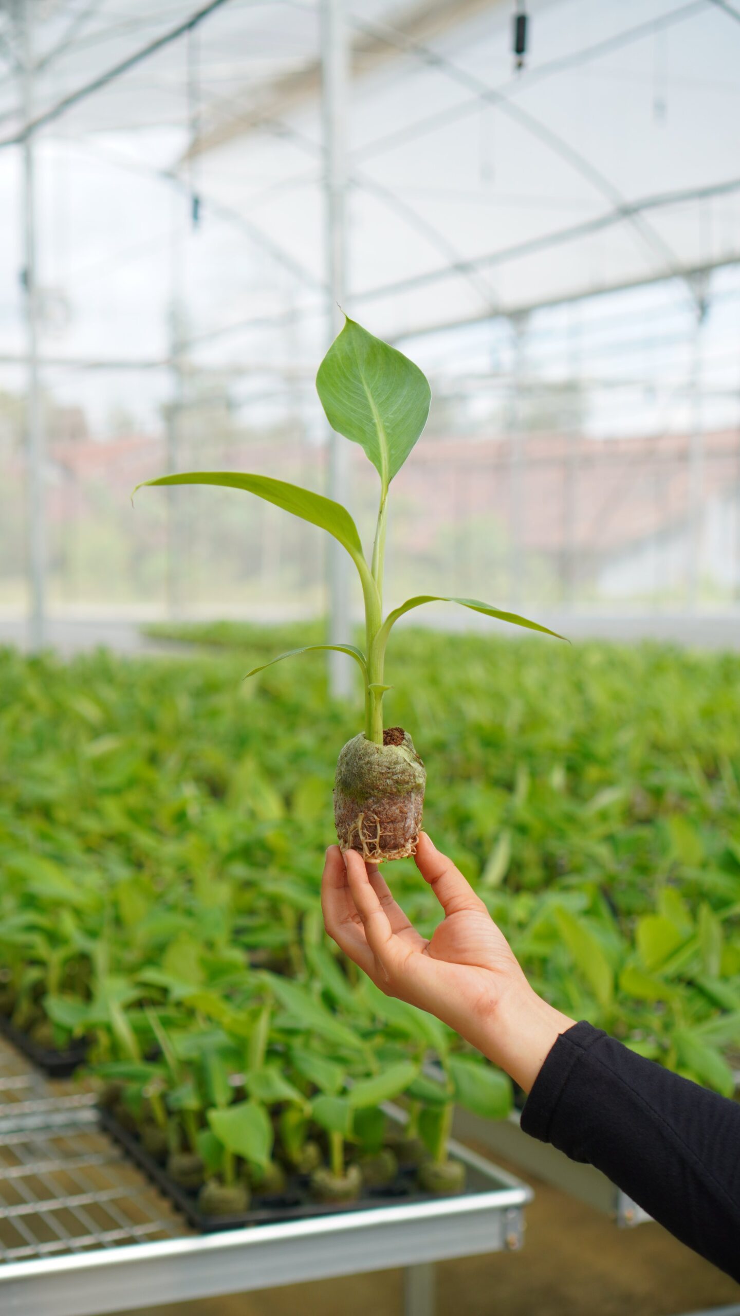 Hijau Surya y pellets Jiffy 7C: mejorando las tasas de supervivencia en la propagación de frutas tropicales cover