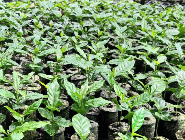 Producción de café en América Latina: Tendencias del mercado, sostenibilidad y el papel de los medios de propagación cover