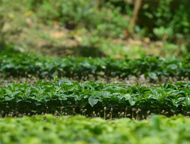 Alejándose del plástico en los viveros de café de Colombia: Lo que significa para los productores cover