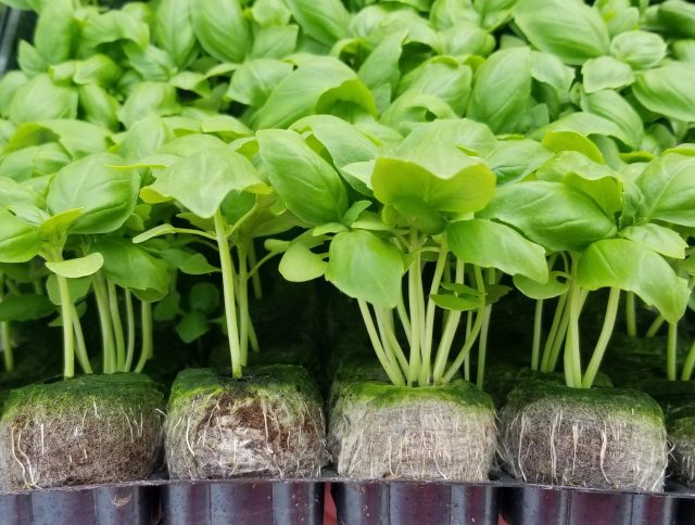 sustainable pla netting jiffy