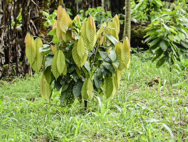 Le cacao contribue à minimiser les coûts de la logistique cover
