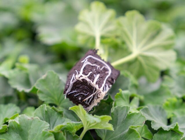 Transplantation de plantes : Attention aux racines cover