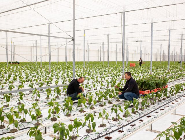 Résidus de culture : comment gérer vos problèmes ? cover