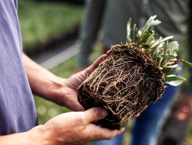 Qu’est-ce que la tourbe et pourquoi la certification de la tourbe est-elle importante? cover