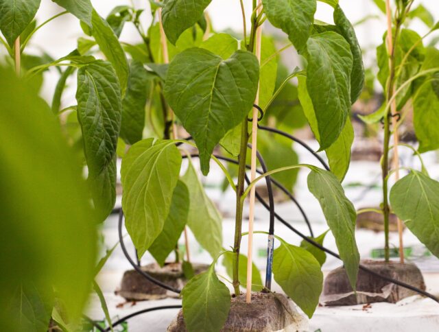 Combinaison de produits Jiffy : moins de temps et d'argent. cover