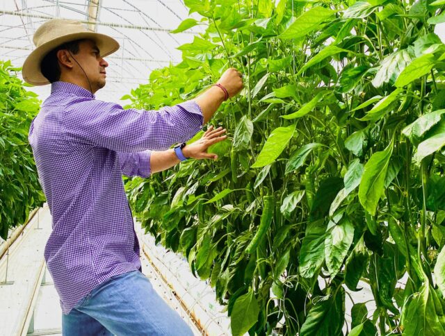 Homogene groeimedia voor consistente gewassen cover