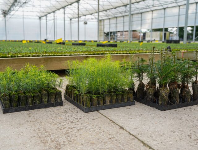 Coniferenkwekerij viert zijn 15 jaar cover