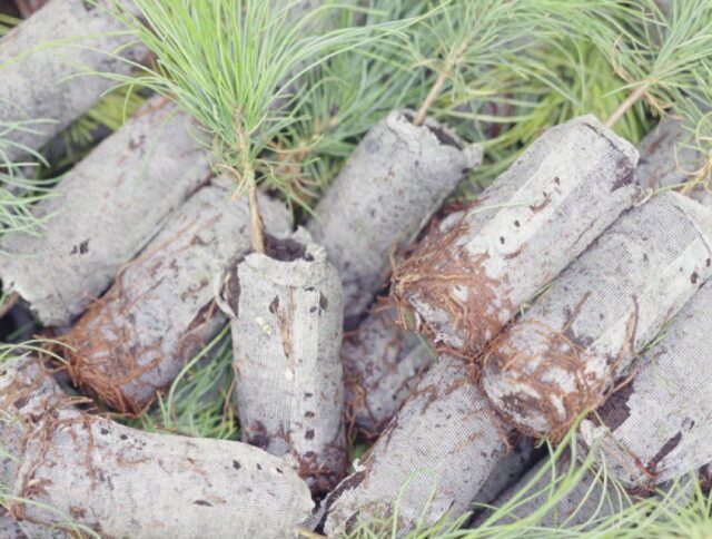 Duurzame en effectieve oplossing voor het kweken van jonge bomen cover