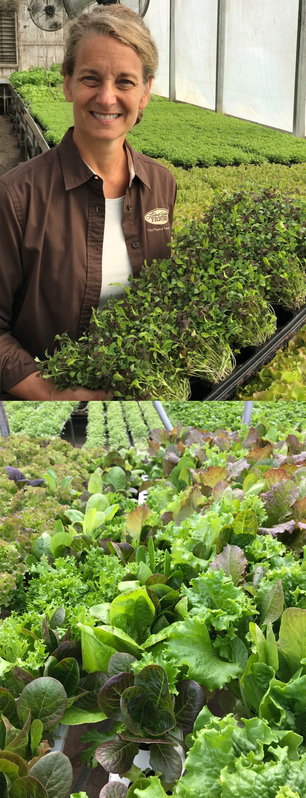 lettuce hydroponic preforma