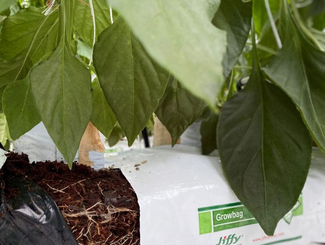 villaserre peppers jiffy growbags