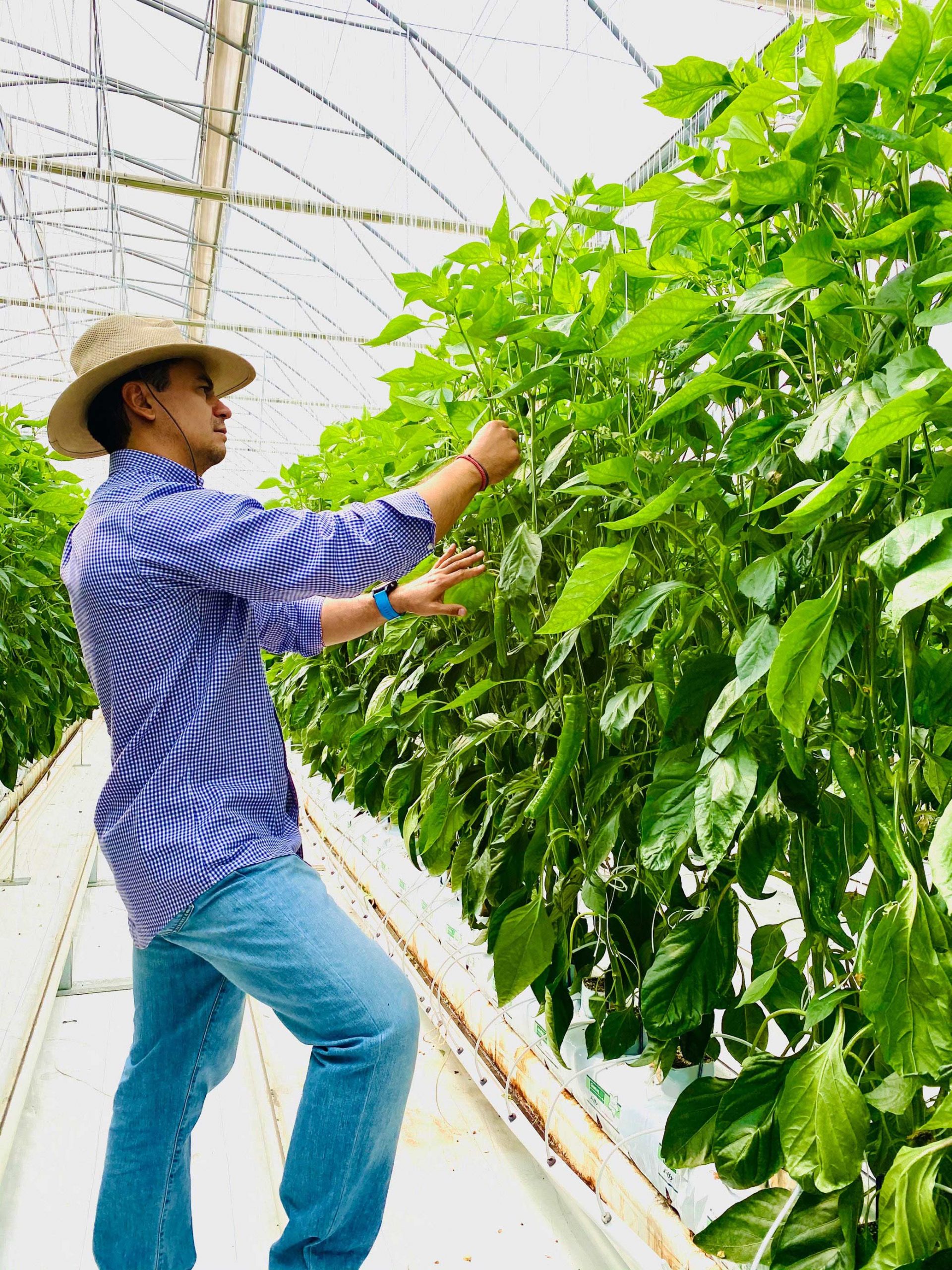 villaserre peppers jiffy growbags