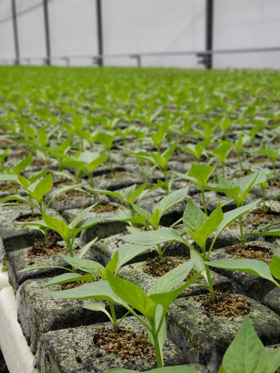 PLA Netted growblocks