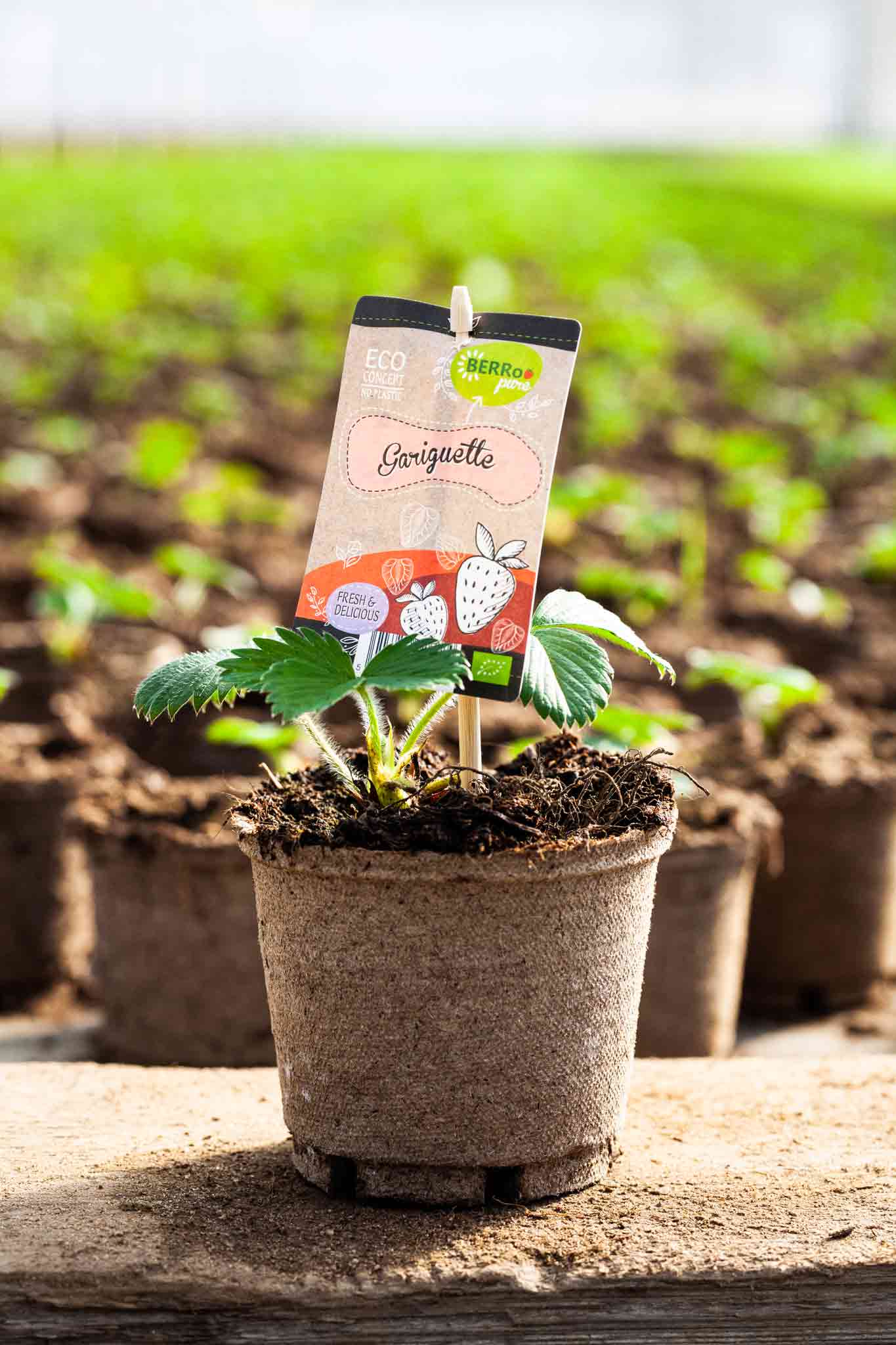 Jiffy Pot Strawberries