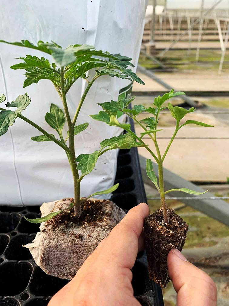 Jiffy Growblock trials in Latin America | Jiffy Products