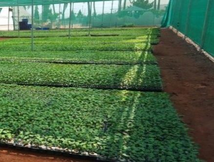 Papaya propagation in jiffy7c