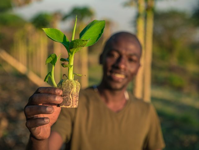 Tanzania banana jiffy pellet