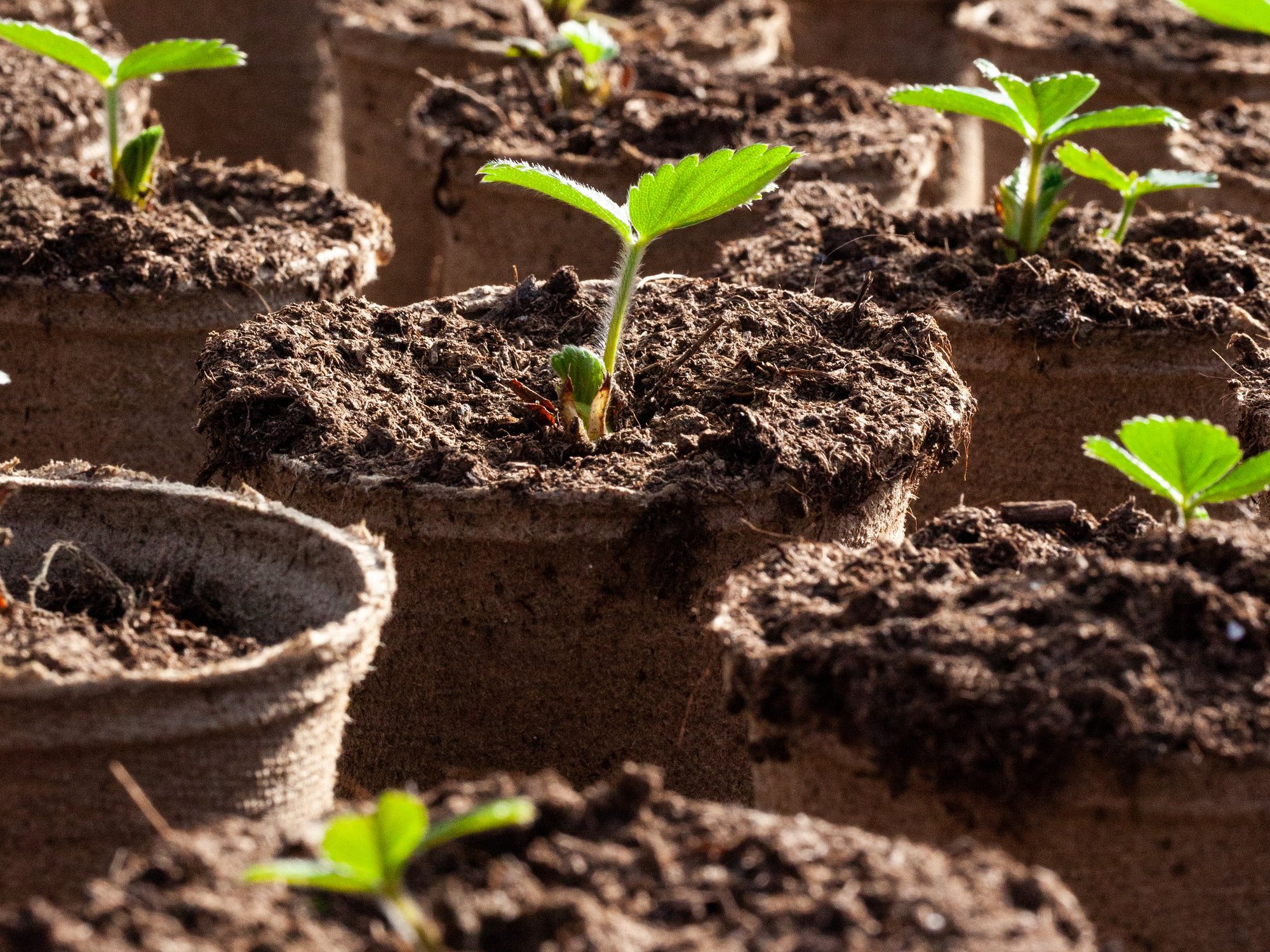 The Jiffy Sustainability Report 2021 is out now (copy) cover